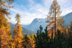 Spectacular view of golden autumn trees with the Alps in the background under a clear blue sky.